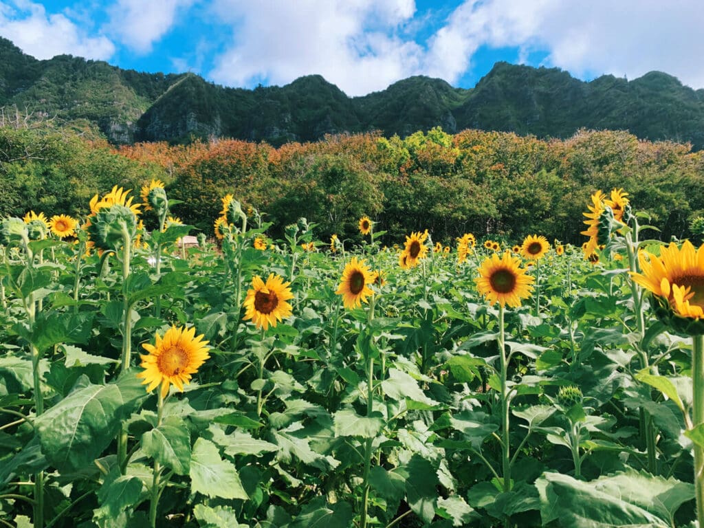 A field of sunflowers at Waimanalo