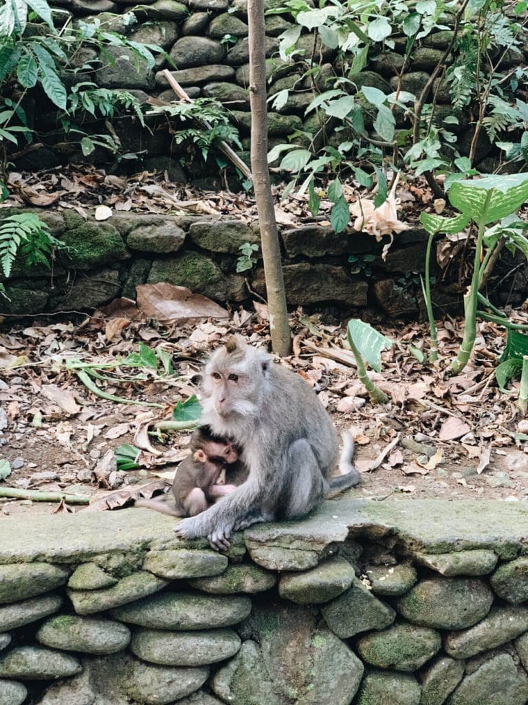 Monkey and baby cuddling in the wild at the Monkey Forest