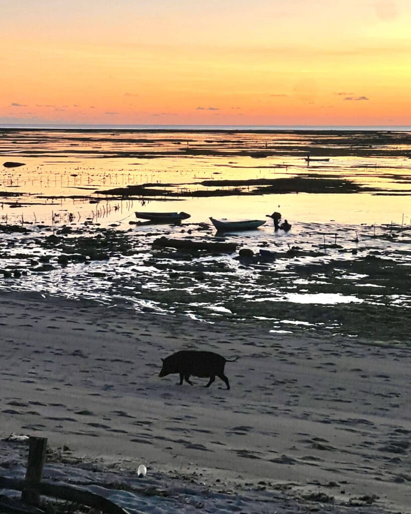 Silhouette of a pig on the beach during sunset on Rote Island, Indonesia
