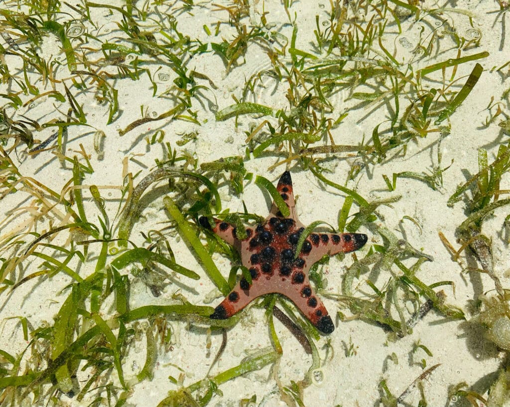 Brown starfish laying on sand covered in seaweed.