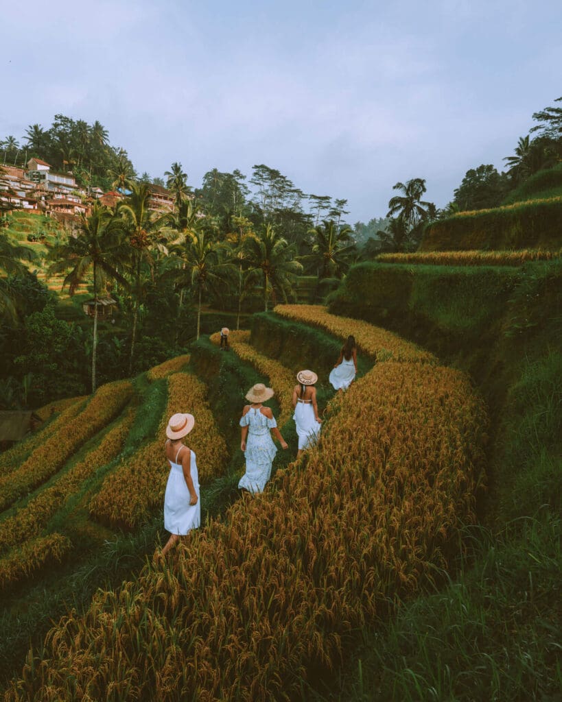 Four girls in white dresses walk along the rice fields in Bali