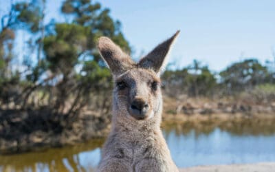 Adventure Lovers’ Destination: Tips for Traveling to Australia 